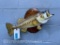 REAL SKIN, Large Mouth BASS, fish mount on wood panel, 19