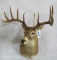 10 PT Whitetail Sh Mt W/Wide Spread TAXIDERMY