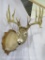 XL Uncommon Whitetail Sh Mt on Plaque TAXIDERMY