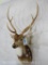 Axis Deer Sh Mt TAXIDERMY