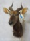 Nyala Sh Mt TAXIDERMY