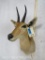 Mountain Reedbuck Sh Mt TAXIDERMY