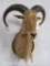 Aoudad Sh Mt on Plaque TAXIDERMY