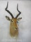 Impala Sh Mt TAXIDERMY