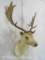 White Fallow Deer Sh Mt TAXIDERMY