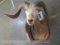 Corsican Sheep Sh Mt TAXIDERMY