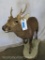 Lifesize Hog Deer on Base TAXIDERMY