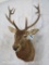 Red Stag Sh Mt TAXIDERMY