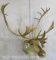 Caribou Sh Mt TAXIDERMY