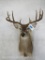 9 PT Whitetail Sh Mt TAXIDERMY