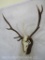 Elk Skull on Plaque TAXIDERMY