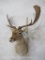 Fallow Sh Mt TAXIDERMY