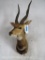 Bushbuck Sh Mt TAXIDERMY