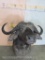 Cape Buffalo Sh Mt TAXIDERMY