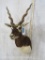 Blackbuck Sh Mt TAXIDERMY