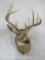 Whitetail Sh Mt TAXIDERMY