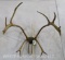 Caribou Rack on Plaque TAXIDERMY