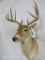 Whitetail Sh Mt TAXIDERMY