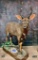 Beautiful full body Nyala TAXIDERMY