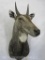 Nilgai Sh Mt TAXIDERMY