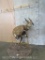 Lifesize Bushbuck on Base TAXIDERMY