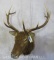 ELK SH MT TAXIDERMY