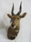 Bushbuck Sh Mt TAXIDERMY