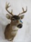 Blacktail Deer Sh Mt TAXIDERMY