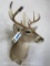 Whitetail Sh Mt TAXIDERMY