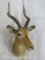 Impala Sh Mt TAXIDERMY