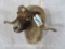 Corsican Sheep Sh Mt TAXIDERMY