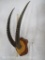 Mounted Sable Horns on Plaque TAXIDERMY