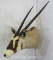 Gemsbok Sh Mt TAXIDERMY