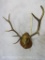 Elk Rack on Plaque TAXIDERMY