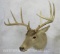 9 PT Whitetail Sh Mt TAXIDERMY