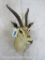 Grants Gazelle Sh Mt TAXIDERMY