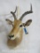 Impala Sh Mt TAXIDERMY