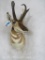 Pronghorn Sh Mt TAXIDERMY