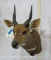 Bushbuck Sh Mt TAXIDERMY