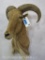 Aoudad Sh Mt TAXIDERMY