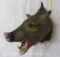 Javalina Sh Mt TAXIDERMY