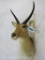 Mountain Reedbuck Sh Mt TAXIDERMY