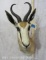 Springbok Sh Mt TAXIDERMY