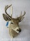 8 PT Whitetail Sh Mt TAXIDERMY