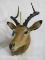 Impala Sh Mt TAXIDERMY