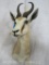 Springbok Sh Mt TAXIDERMY