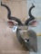 Kudu Sh Mt TAXIDERMY