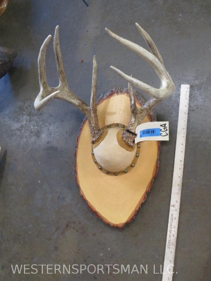 Mounted Whitetail Rack TAXIDERMY