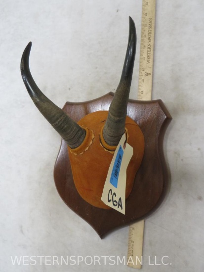 Mounted Mountain Goat Horns TAXIDERMY