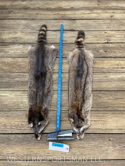 Two Lg. Soft tanned Raccoon furs, skins, hides, 37, and 35 inches long New, Taxidermy = 2 x $